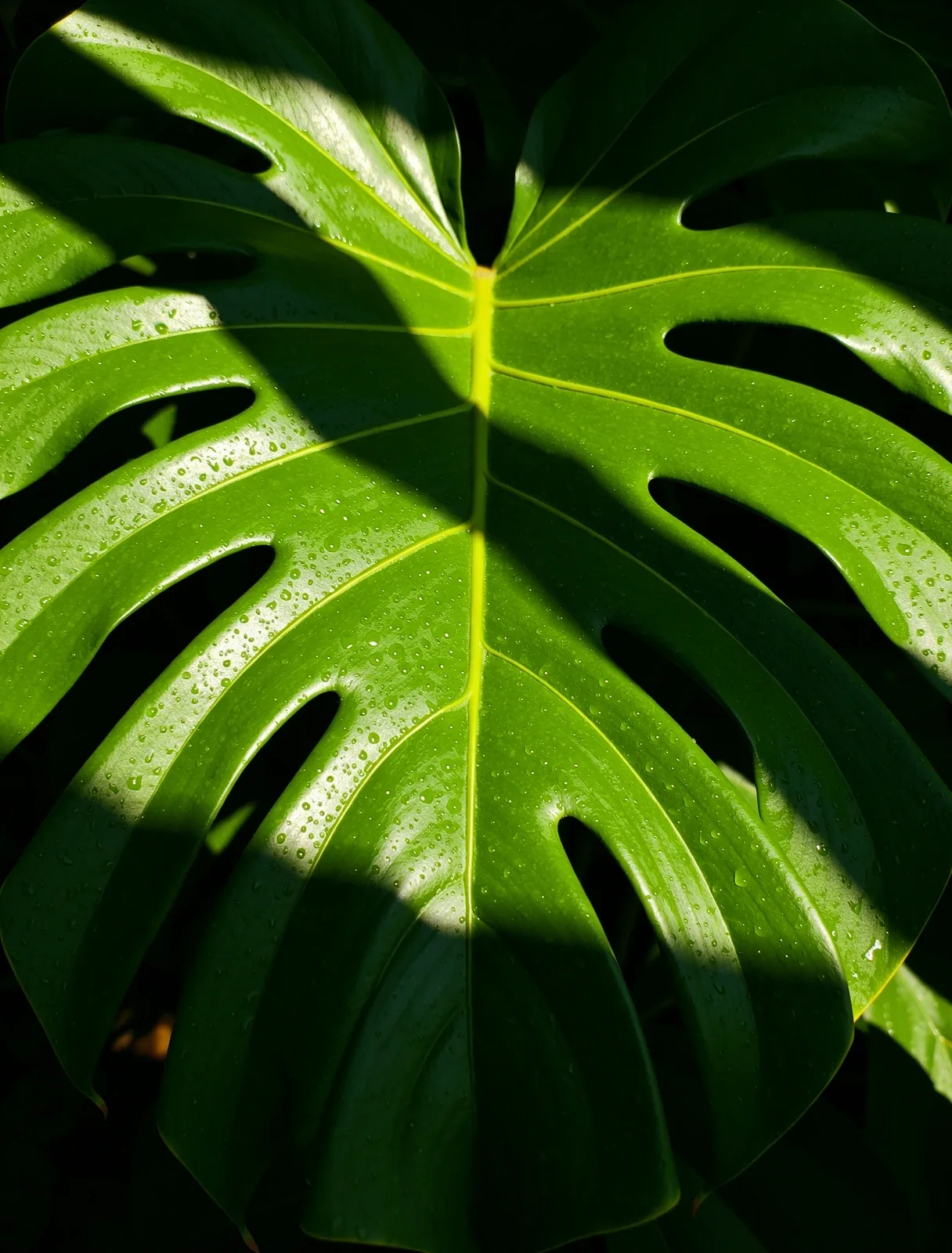 Detailed tropical botanical leaf showing natural vitality